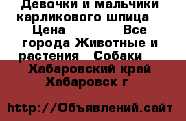 Девочки и мальчики карликового шпица  › Цена ­ 20 000 - Все города Животные и растения » Собаки   . Хабаровский край,Хабаровск г.